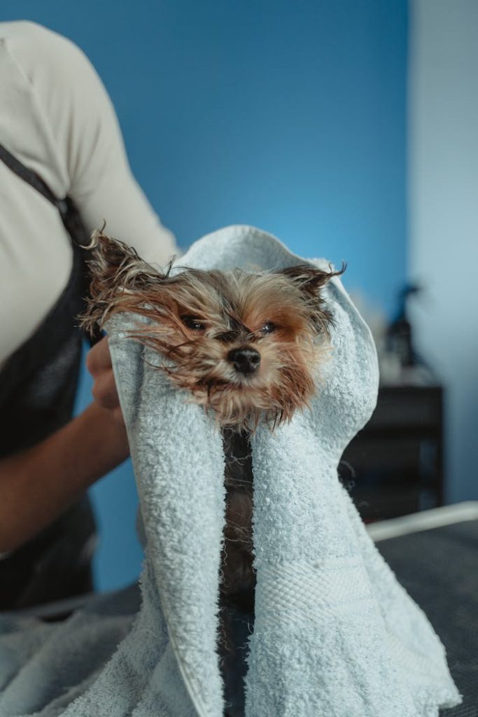 A cute wet puppy wrapped in a towel during drying routine indoors.