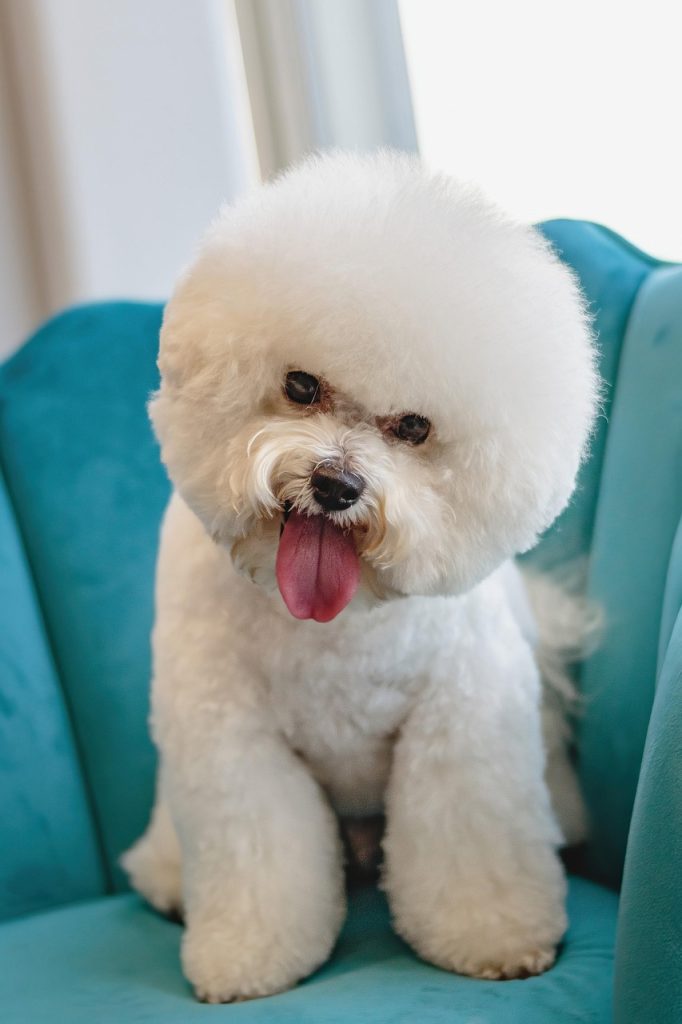 grooming, dog, pet, animal, nature, salon, fur, puppy, domestic, purebred, white dog, canine, mammal, cute, adorable, care